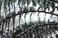 Snow on tree ferns, Sassafras IMG_7603
